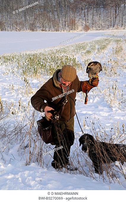 northern goshawk Accipiter gentilis, hunter with northern goshawk, hunting dog and ferret hunting rabbits in snow, Germany