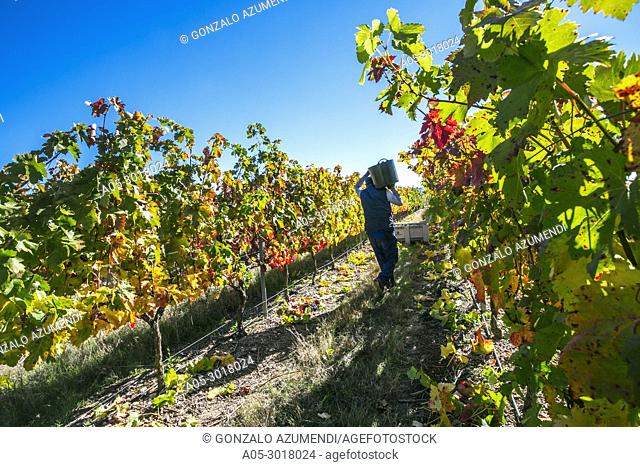 Grape harvest in the vineyards of Gomez Cruzado Wine Cellars. Haro. La Rioja. Spain