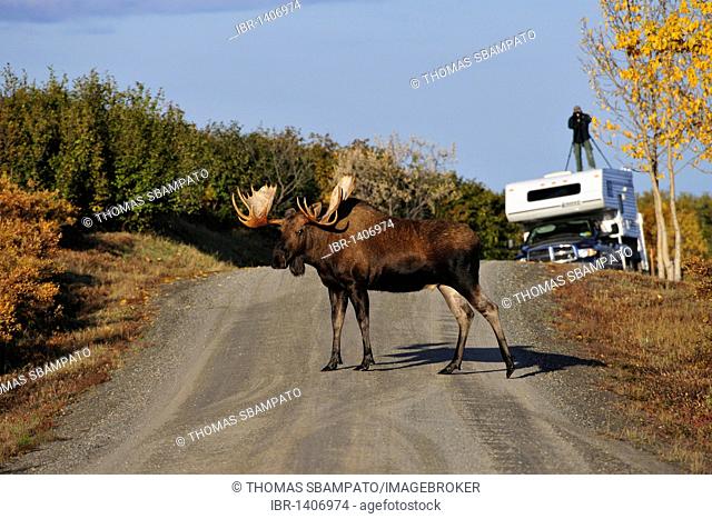 Bull Moose (Alces alces) crossing the road and is photographed by a photographer, Denali National Park, Alaska