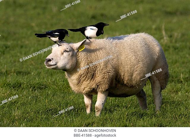 Foraging Magpies (Pica pica) on a sheep