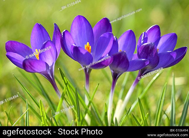 Crocuses (Crocus sp.), purple flowers, North Rhine-Westphalia, Germany, Europe