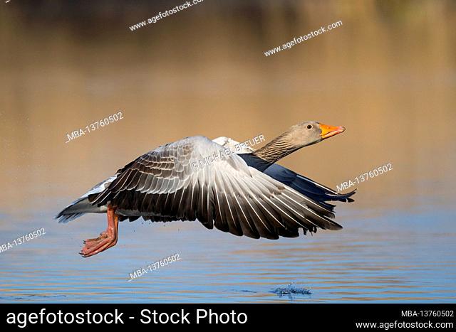 Landing greylag goose (Anser anser), March, Hesse, Germany