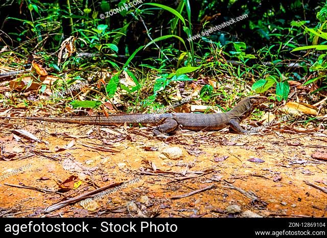 Varan lizard, Khlong Phanom National Park, Kapong, Phang-nga Thailand