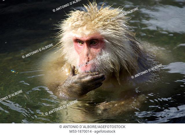 a Japanese macaque bathing in an hotspring in Jigokudani yaen-koen  nagano prefecture  chubu region  japan