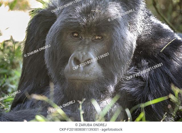 Mountain Gorilla, Gorilla beringei beringei, Volcanoes National Park in Kinigi, Uganda, July 13, 2018. (CTK Photo/Ondrej Zaruba)