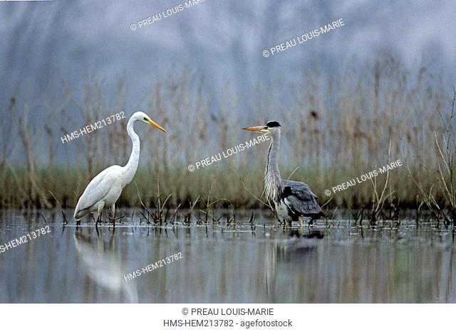 France, Maine et Loire, Anjou, Regional Natural Park of Loire Anjou Touraine, listed as World Heritage by UNESCO, Grey Heron Ardea cinerea