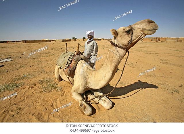 livestock in Chad
