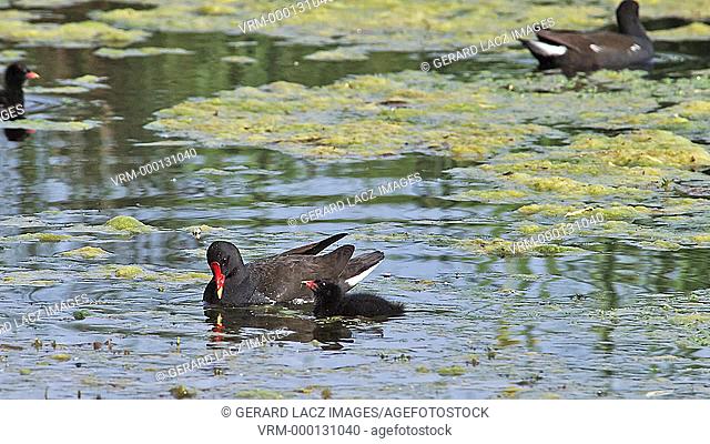 Common Moorhen or European Moorhen, gallinula chloropus, Adult with Chick eating Insects, Pond in Normandy, Real Time