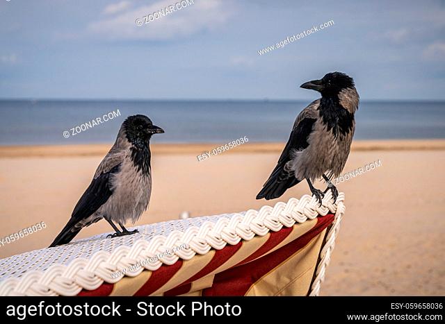 The Baltic Sea coast with two ravens on a beach chair in Ahlbeck, Mecklenburg-Western Pomerania, Germany