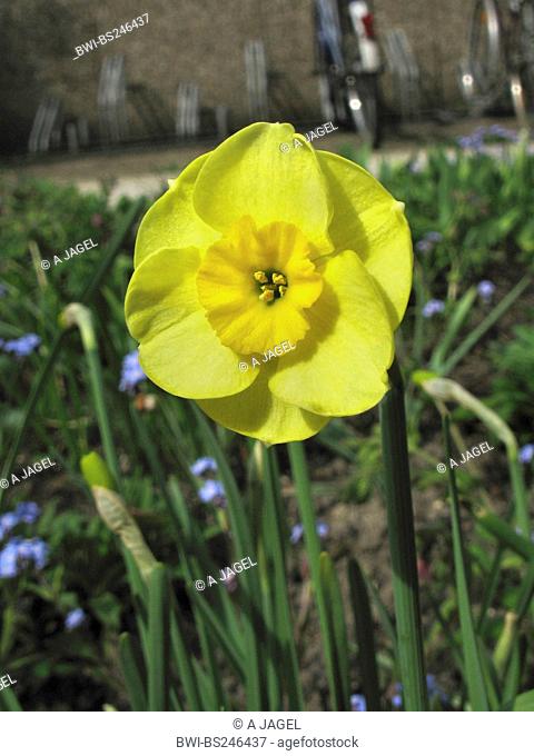 daffodil Narcissus 'Sun Disk', Narcissus Sun Disk, Jonquilla daffodil, cultivar Sun Disk