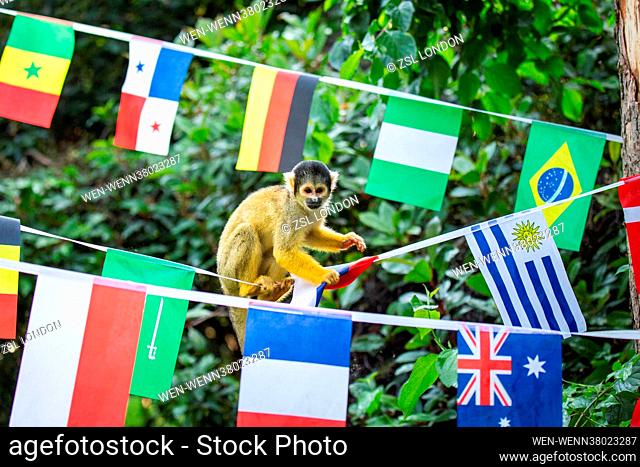 Squirrel monkeys and gorillas celebrate start of new Travel the World experience at London Zoo. Zookeepers at ZSL London Zoo marked the start of this year’s...