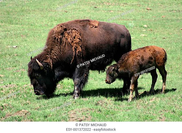 Bison Cow and Calf Bison bison