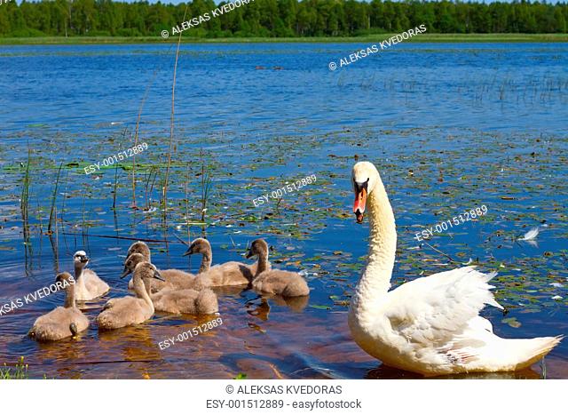Swan and ugly ducklings