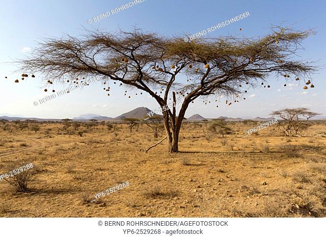 tree with nests of weaverbirds, Samburu National Reserve, Kenya