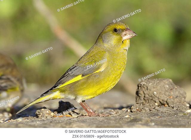 European Greenfinch, Male standing on the ground, Campania, Italy (Carduelis chloris)