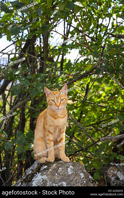 Orange tabby cat in nature