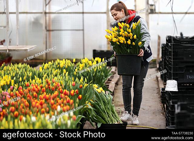RUSSIA, ROSTOV REGION - MARCH 7, 2023: A worker harvests tulips in a greenhouse run by the OOO Talan company in the village of Olginskaya, in southwest Russia