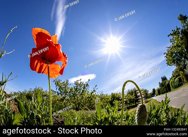 May 19, 2020, Bad Homburg (Hessen): Blossoming corn poppies in a field with sunshine Warm and sunny weather is predicted for the next few days