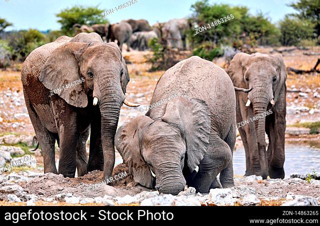 Elefantenherde staubt sich ein auf Termitenhuegel, Etosha-Nationalpark, Namibia, (Loxodonta africana) | elephants at a termite hill, Etosha National Park