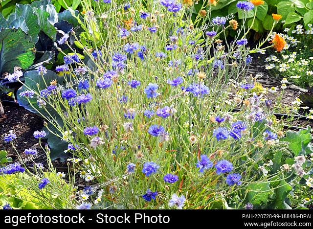 22 July 2022, Saxony, Kossa: On the 3, 000 square meter field of the Solidarity Farm ""Knackiger Acker"" stand, cornflowers, chamomile marigolds
