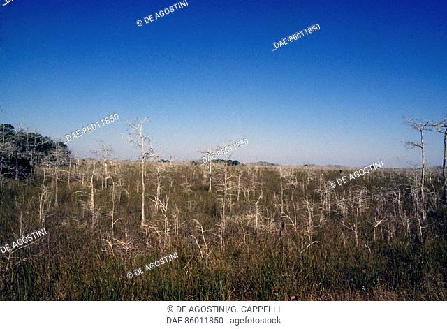 Dwarf cypresses, Florida Bay, Everglades National Park (UNESCO World Heritage List, 1979), Florida, United States of America