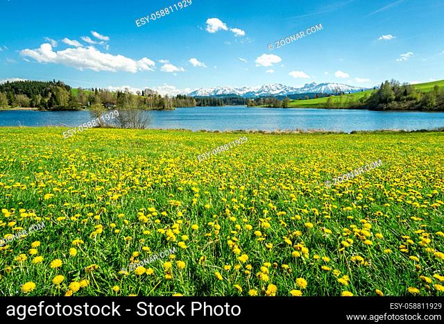 Beautiful Dandelion flower field at lakeside and snow covered mountains in springtime. Location: Schwaltenweiher in Bavaria, Alps, Allgau, Germany