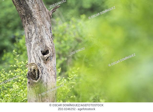 Five-striped Palm Squirrel (Funambulus pennantii) on tree trunk near nest hole. Keoladeo National Park. Bharatpur. Rajasthan. India