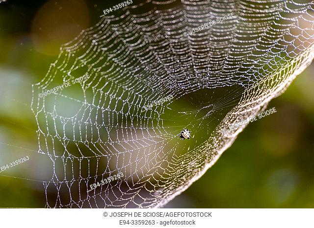 An orb-weaver spider in its web with dew dropletes