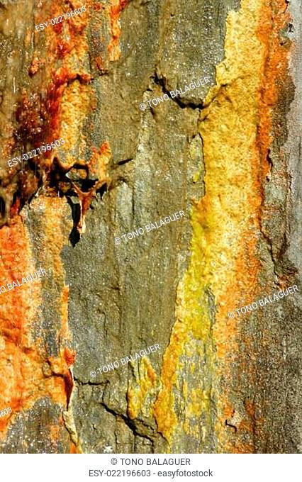 Stone moss texture golden, red, yellow, orange