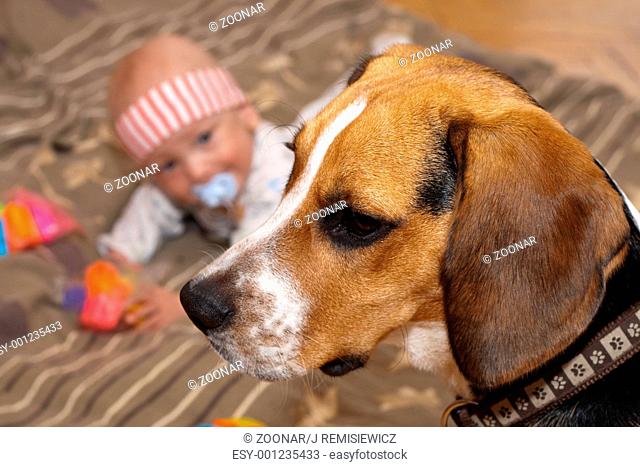 Baby boy plays with a beagle dog