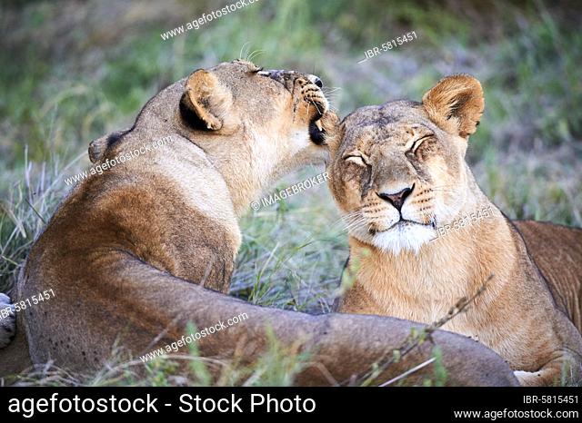 Lioness licking another lioness (Panthera leo) Moremi Game Reserve, Okavango delta, Botswana, Africa