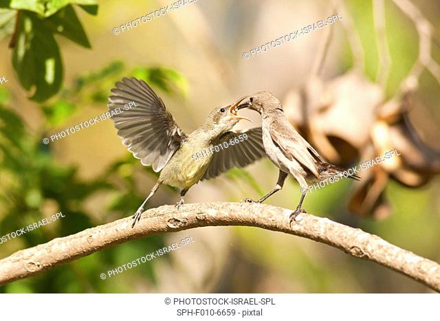 Female Palestine Sunbird or Northern Orange-tufted Sunbird (Cinnyris oseus) feeds a young hatchling. A small passerine bird of the sunbird family which is found...