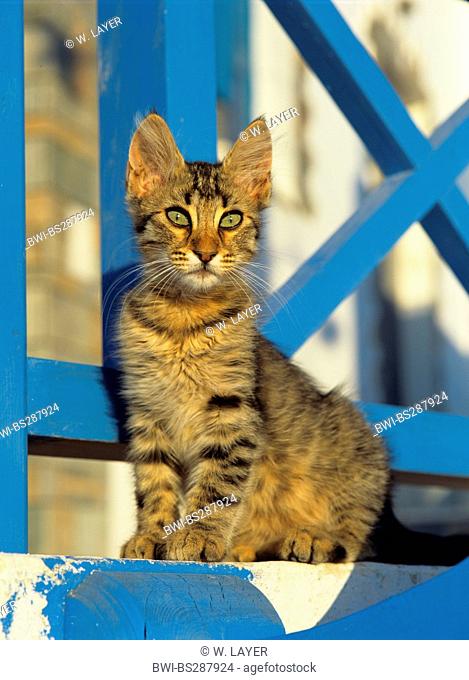 domestic cat, house cat (Felis silvestris f. catus), sitting at a blue balustrade, Greece