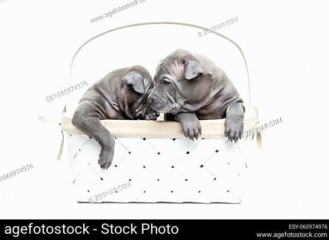 One month old thai ridgeback puppy dogs sitting un white basket. Isolated on white. Copy space