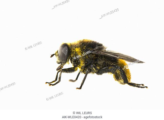 Narcissus bulb fly, Merodon equestris