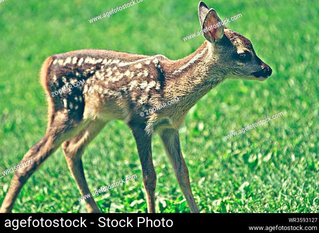 cute young wild roe deer