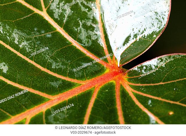 Close-up of a wet leaf at Tepoztlán, Mexico