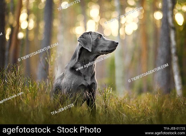 charcoal Labrador Retriever