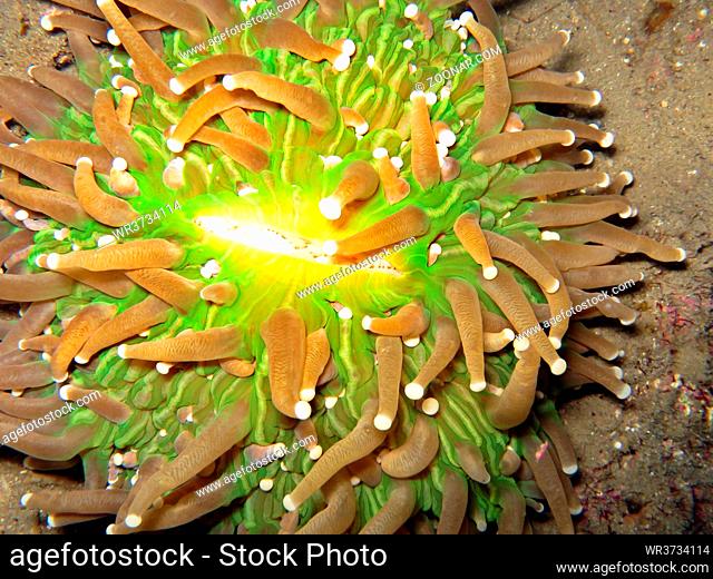 Anemonen-Pilzkoralle, Heliofungia actiniformis, Synonym Fungia actiniformis, Pintuyan, Panaon Island, Southern Leyte, Philippinen