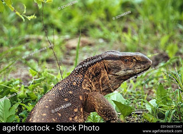 Gecko, lizards, agame in the National Park Tsavo East and Tsavo West in Kenya