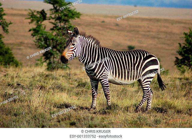Cape Mountain Zebra Equus zebra