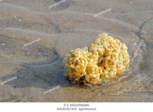 Common whelk, Edible European whelk, Waved whelk, buckie, Northern whelk (Buccinum undatum), egg ball on the beach, Netherlands, Zeeland, Cadzand