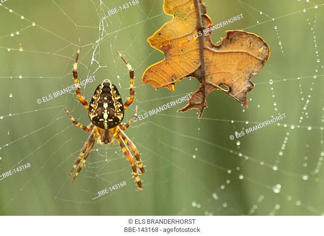 European Garden Spider and an oakleaf in a spiders web