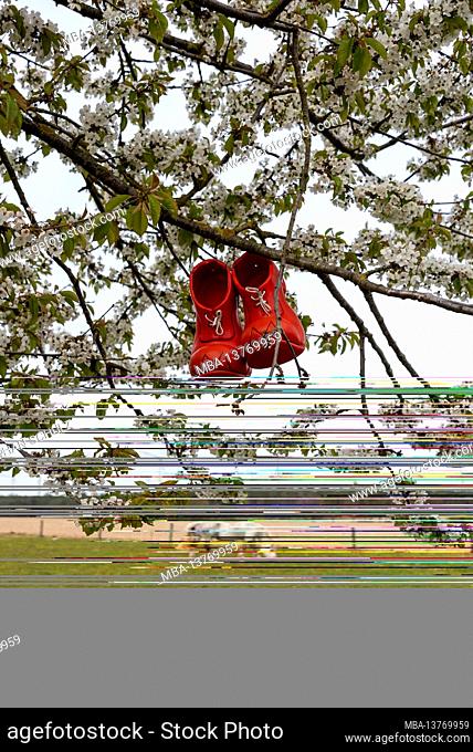 Red shoes hang in a blossoming fruit tree. Below is a white horse in the paddock