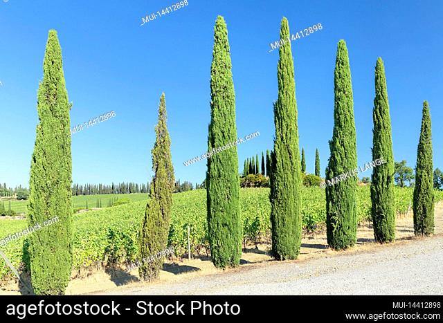 Cypress avenues in the vineyards near Radda in Chianti, Chianti, Firenze province, Tuscany, Italy