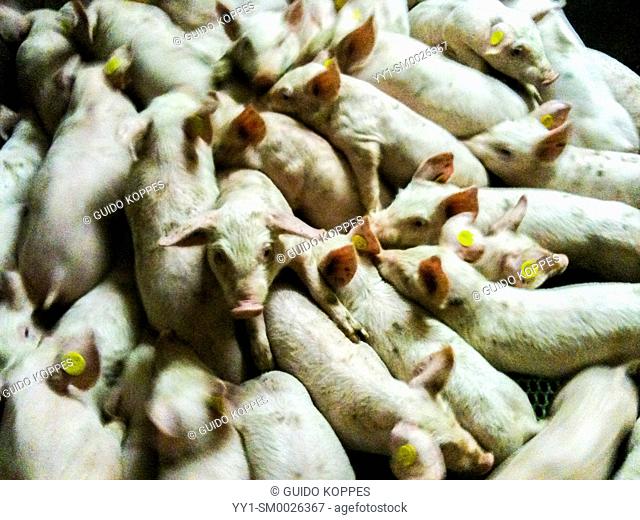 Tilburg, Netherlands. Whole bunch of piglets and porklings gather inside their stable, just a few weeks after they were born