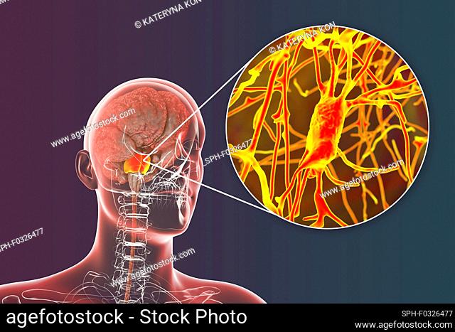 Human brain with highlighted pons and neurons, illustration