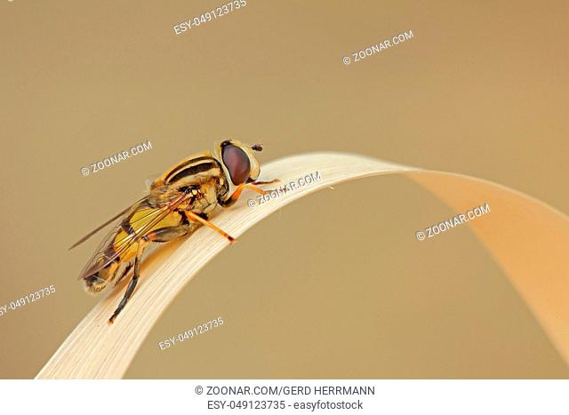 Große Sumpfschwebfliege, Helophilus trivittatus, Schwebfliege, Hover fly