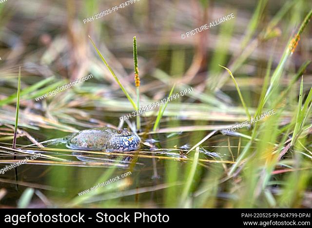 14 May 2022, Brandenburg, Dallgow-Döberitz: A fire-bellied toad (Bombina bombina) in a pond on the Döberitzer Heide. The populations of amphibians have...