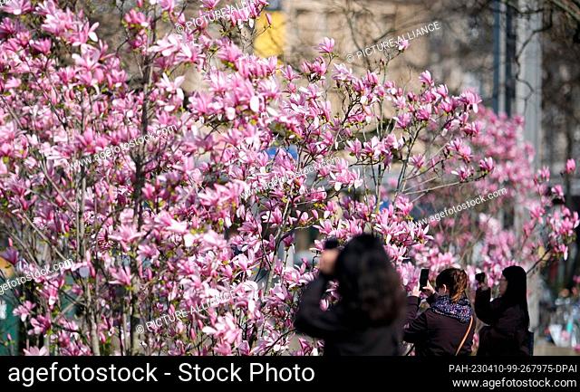 10 April 2023, Saxony, Leipzig: Magnolias bloom in the city center and are photographed by passers-by. After the sunny Easter days